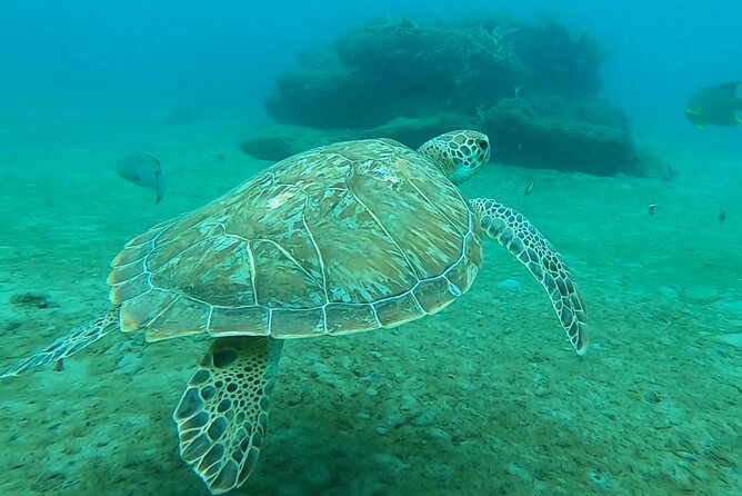 2 ½ - Hour Guided Snorkel Tour of Phil Foster park, Free Videos! - A guided look beneath Blue Heron Bridge