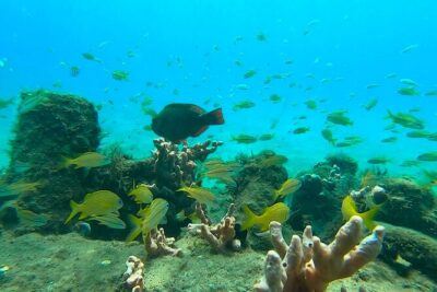 2 ½ – Hour Guided Snorkel Tour of Phil Foster park, Free Videos!