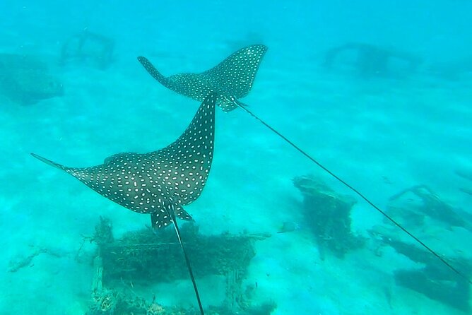 2 ½ - Hour Guided Snorkel Tour of Phil Foster park, Free Videos! - Should you book it?