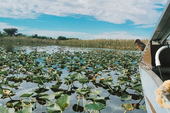 60 min. Everglades Airboat ride & pick-up ,small group +pro guide - The return trip and the real value of the package