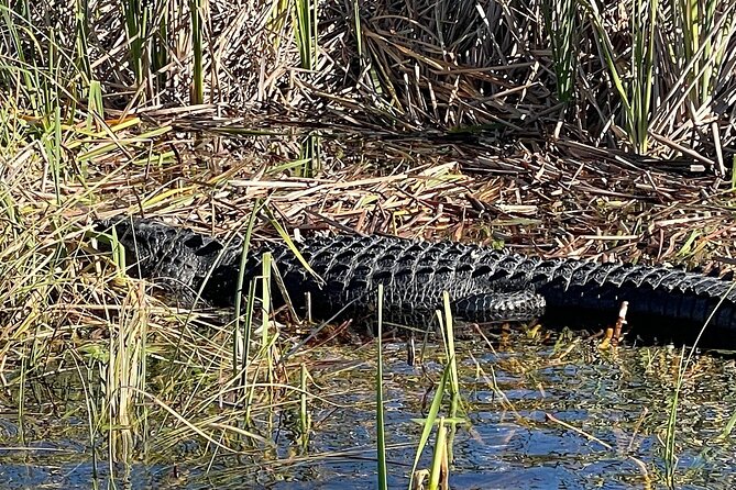 60 min. Everglades Airboat ride & pick-up ,small group +pro guide - FAQ