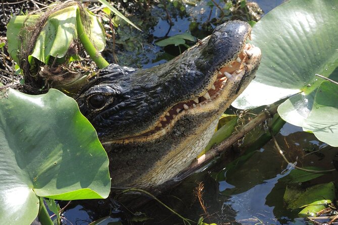 60 Minute Small Group Semi Private Everglades River Of Grass Airboat Charter - Wildlife is the draw, but sightings are still wild