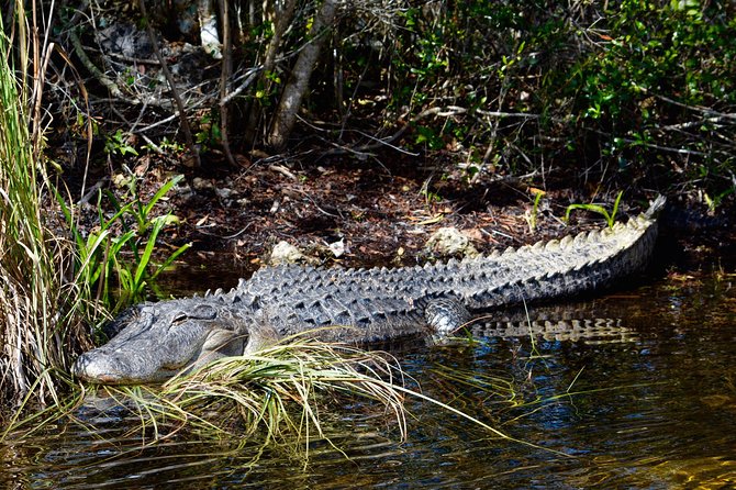 60 Minute Small Group Semi Private Everglades River Of Grass Airboat Charter - Headsets, rain gear, and drinks make the ride easier