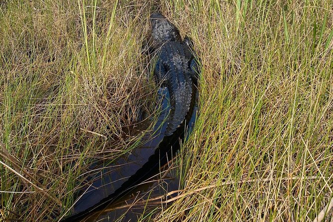 60 Minute Small Group Semi Private Everglades River Of Grass Airboat Charter - A few practical details before you book