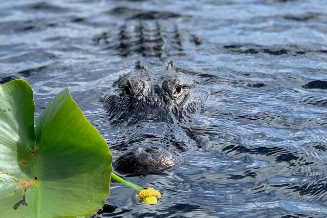 60 Minutes Small Group Everglades Airboat Ride in Miami - Guides turn sightings into a story