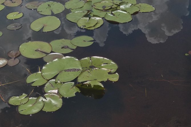 Air Boat Tour of Palm Beach in The Swamp Monster - From the meeting point to open water