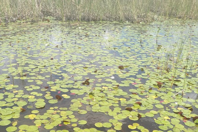 Air Boat Tour of Palm Beach in The Swamp Monster - Is $150 per person worth it?
