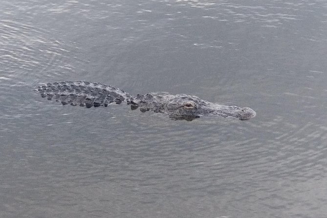 Air Boat Tour of Palm Beach in The Swamp Monster - The captain makes the difference