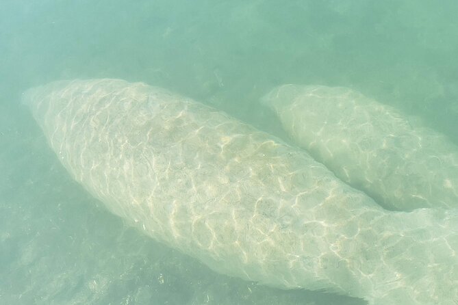 Beginner Friendly Island Snorkeling - Mangroves first, with wildlife along the way