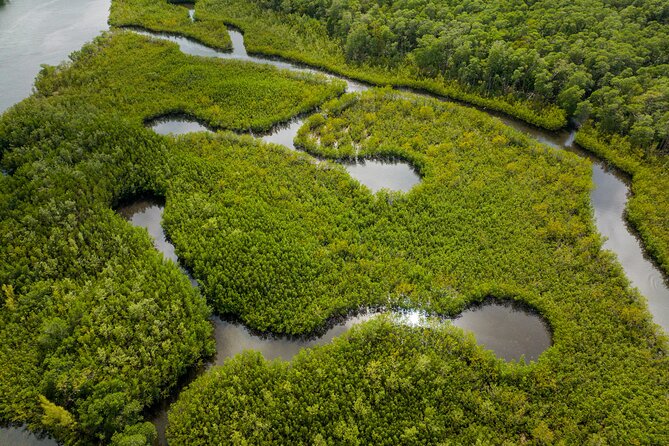 Clear Kayak Tour in North Miami Beach - Mangrove Tunnels - What you’ll see among the roots
