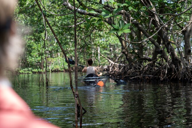 Clear Kayak Tour in North Miami Beach - Mangrove Tunnels - Tandem kayaks, gear, and comfort