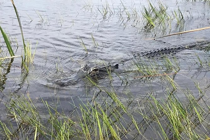 Everglades Airboat Safari Adventure with Transportation - Is $35 a good value?