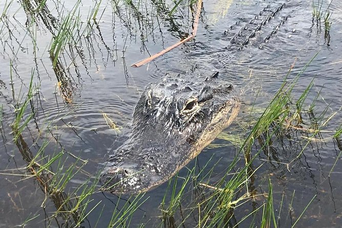Everglades Airboat Safari Adventure with Transportation - Practical details to keep in mind