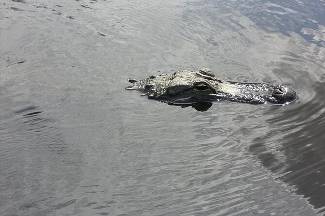 Everglades Airboat Tour from Fort Lauderdale with transportation - The airboat ride near Dania Beach