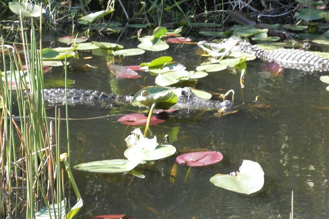 Everglades Airboat Tour from Fort Lauderdale with transportation - Should you book the Fort Lauderdale airboat tour?