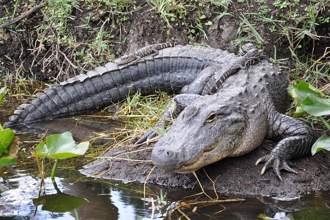 Everglades Airboat, Wildlife Show, and Roundtrip Bus From Miami - At Everglades Holiday Park