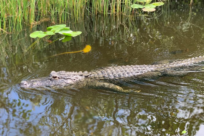Everglades Airboat, Wildlife Show, and Roundtrip Bus From Miami - Guides, group size, and how personal it feels