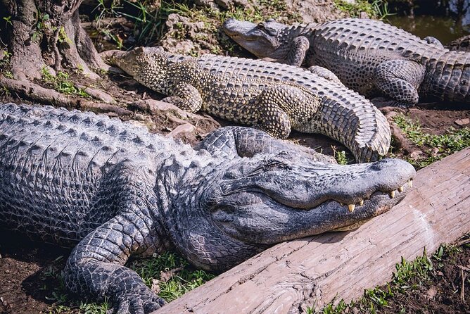 Everglades, Boat Cruise & Open-Top Bus Tour From Miami - Is $99 good value?