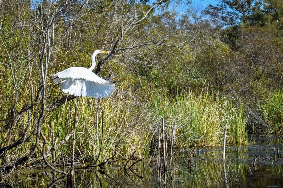 Everglades City: Guided Kayaking Tour of the Wetlands - Watching for alligators, eagles, and wading birds