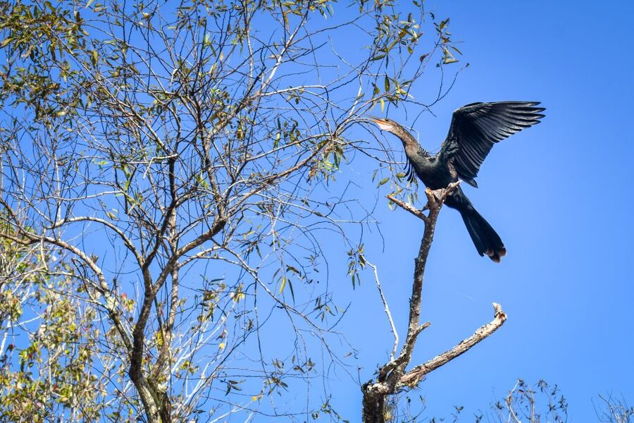 Everglades City: Guided Kayaking Tour of the Wetlands - The guide makes the trip