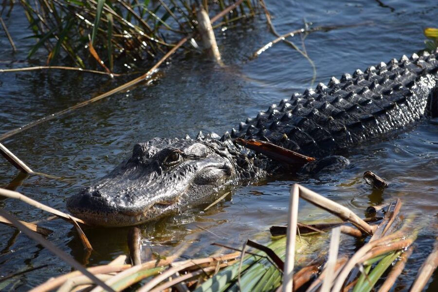 Everglades Day Safari from Fort Lauderdale - What makes this Everglades day different