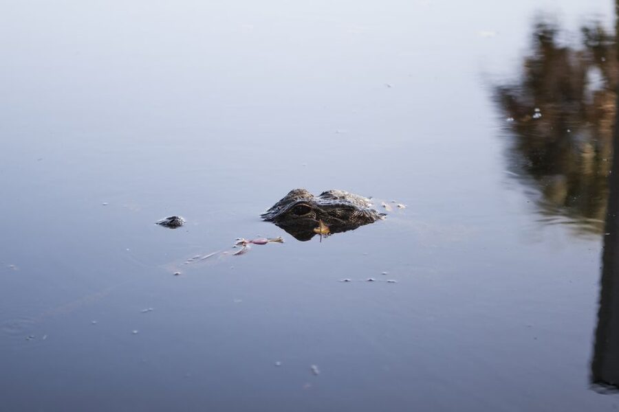 Everglades Day Safari from Fort Lauderdale - A full day across three very different Everglades habitats