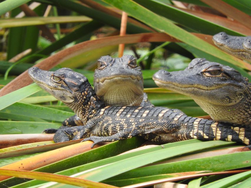 Everglades Day Safari from Fort Lauderdale - A short stop in Chokoloskee