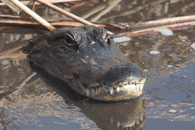 Everglades Day Safari from Ft Lauderdale - Airboat over shallow sawgrass