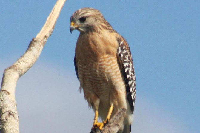 Everglades Day Safari from Ft Lauderdale - Lunch and the human story of the Glades