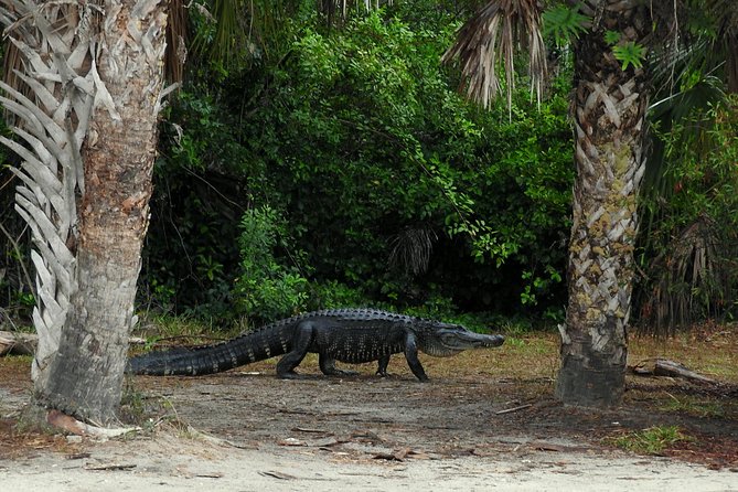 Everglades Day Safari from Ft Lauderdale - Who should book this safari?