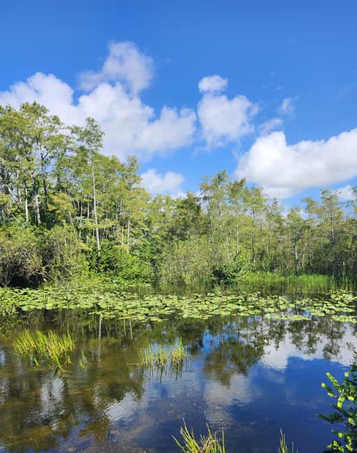 Everglades Eco Airboat Small-Group Tour & 2 Private Islands - A quieter route into the Everglades