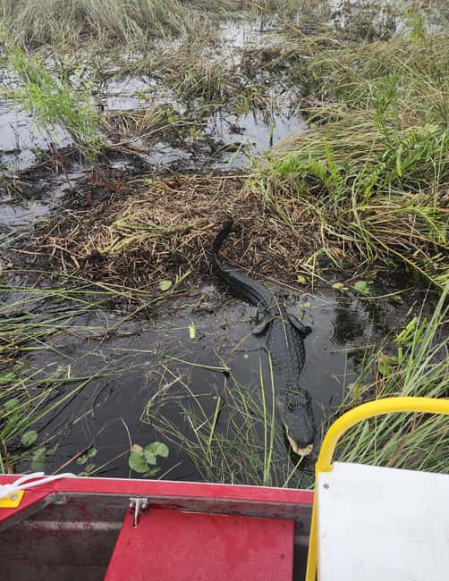 Everglades Eco Airboat Small-Group Tour & 2 Private Islands - Is $138 good value?