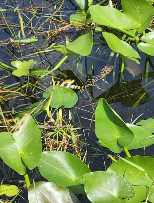 Everglades Eco Airboat Small-Group Tour & 2 Private Islands - Should you book?