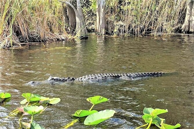 Everglades Holiday Park Airboat Tours & Rides - Timing, crowds, and a few useful details