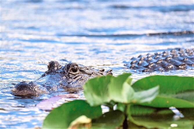 Everglades Holiday Park Airboat Tours & Rides - What the guide brings to the outing