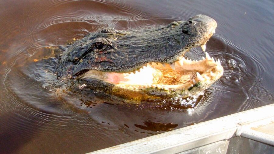 Everglades: Mangrove Maze Airboat Tour and Boardwalk - What the Captain Adds to the Ride