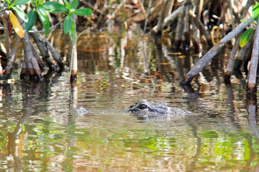 Everglades: Mangrove Maze Airboat Tour and Boardwalk - How Long to Set Aside