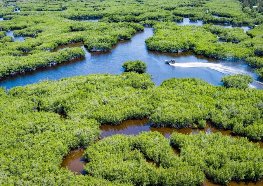 Everglades: Mangrove Maze Airboat Tour and Boardwalk - Spotting Wildlife Without a Guarantee