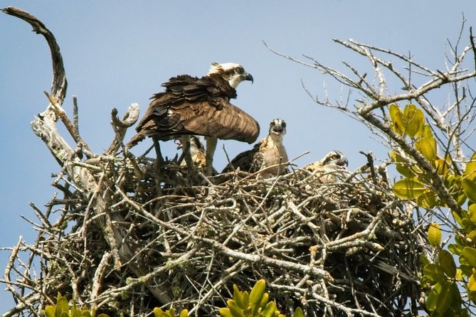 Everglades National Park Biologist Led Adventure: Cruise, Hike + Airboat - A historic trading post and a local lunch