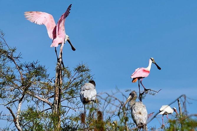 Everglades National Park Biologist Led Adventure: Cruise, Hike + Airboat - Is this the right Everglades day for you?