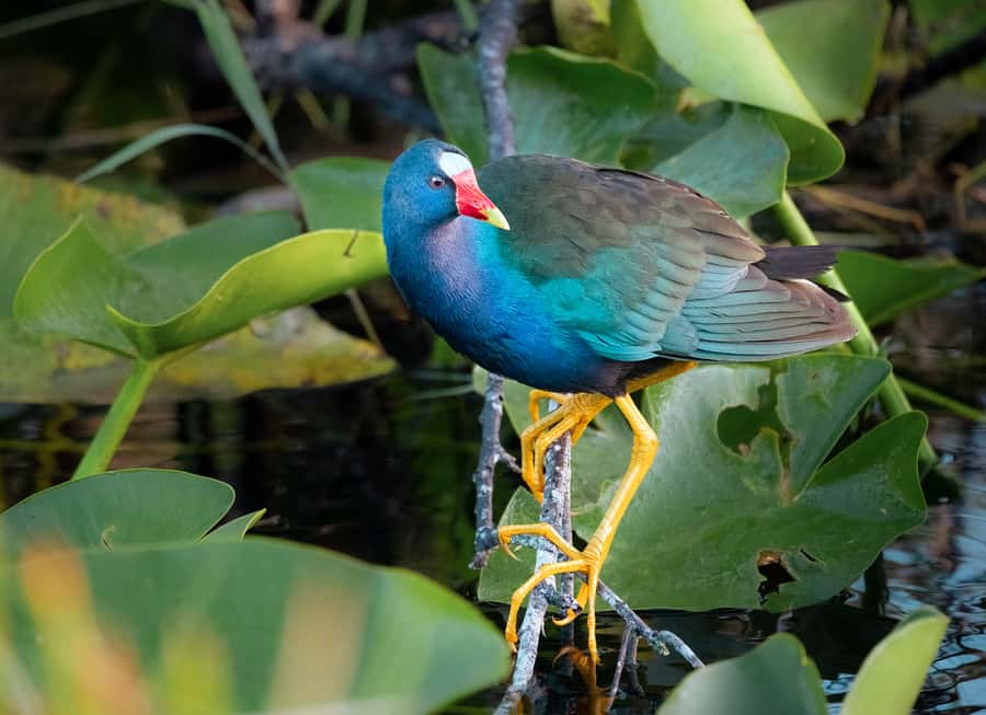 Everglades National Park: Mangrove Tunnel Kayak Eco-Tour - Comfort, gear, and the Florida sun