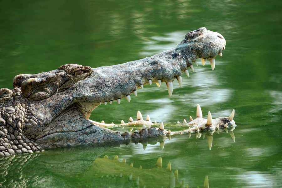 Everglades National Park: Mangrove Tunnel Kayak Eco-Tour - FAQ
