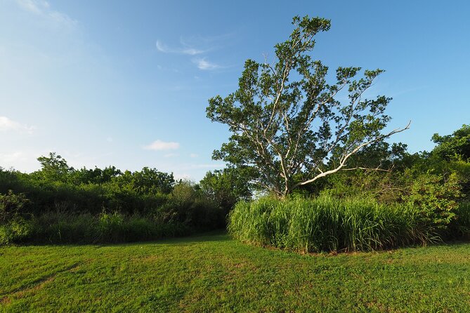 Everglades National Park: Self Guided Driving Audio Tour - Mahogany Hammock and Gumbo Limbo: shade and hardwood trees