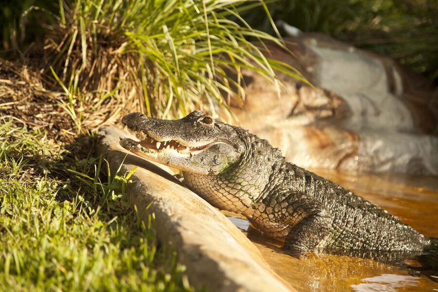 Everglades: Sawgrass Park Day Time Airboat Tour & Exhibits - Noise, boarding, and access to keep in mind