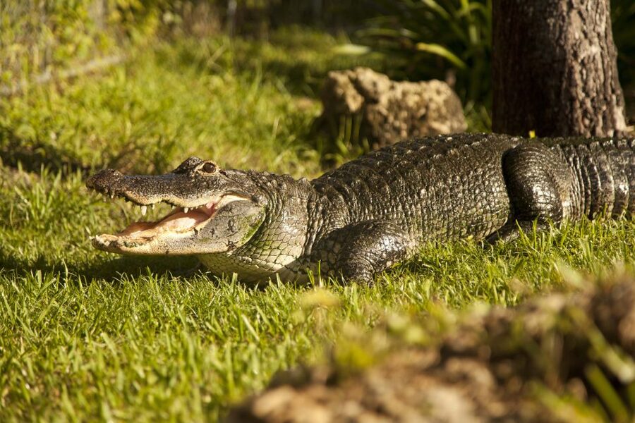 Everglades: Sawgrass Park Day Time Airboat Tour & Exhibits - FAQ