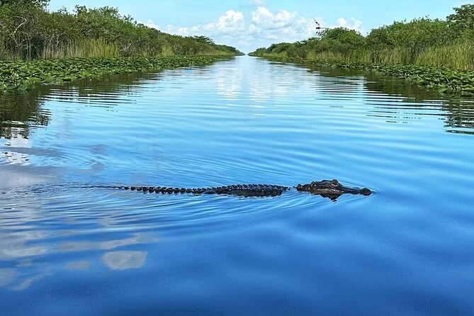 Everglades Small-Group Tour from Miami with Transportation - The airboat ride and alligator program