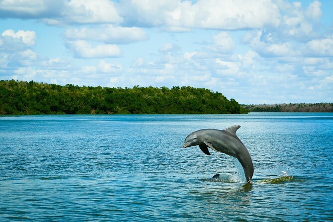 Everglades Tour w/ Biologist Led WET walk + 2 Boat Trips + Lunch! - The day at a glance