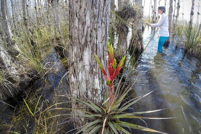 Everglades Tour w/ Biologist Led WET walk + 2 Boat Trips + Lunch! - A long day with more than one Everglades