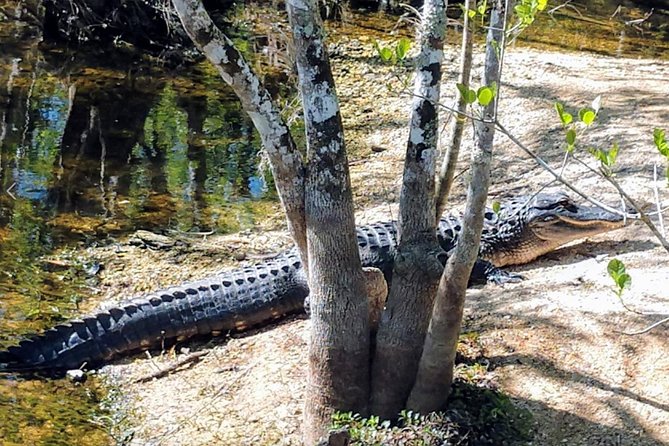 Everglades Tour w/ Biologist Led WET walk + 2 Boat Trips + Lunch! - Lunch and local history in Everglades City