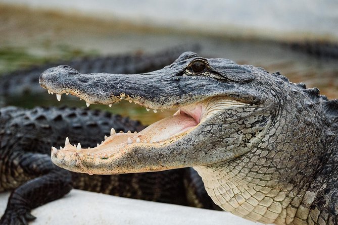 Everglades VIP Airboat Tour with Transportation Included - What $65 buys, and what it doesn’t